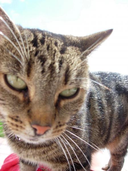 mon chat!! voici PELUCHE!!!